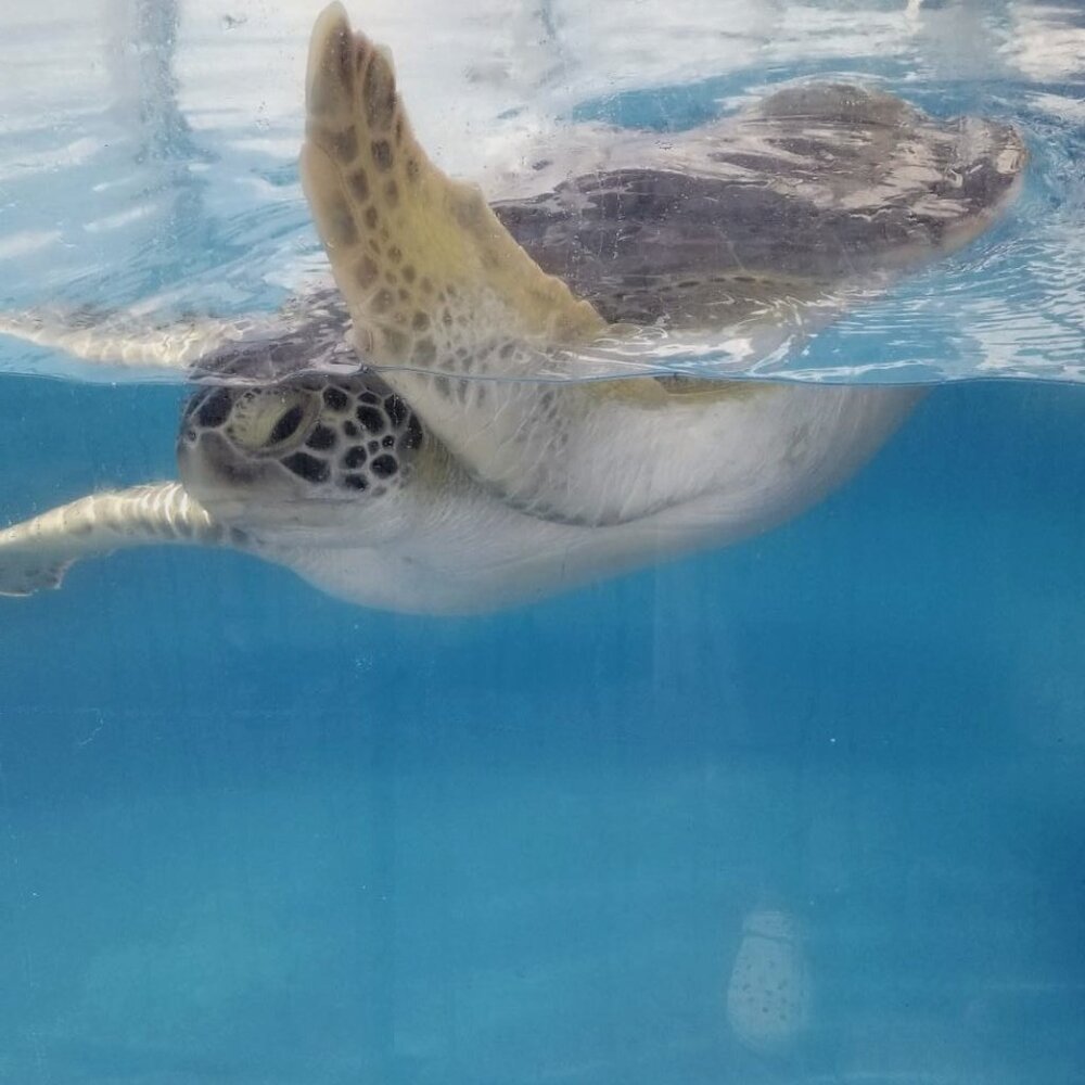 Meet your Posher, Juniper